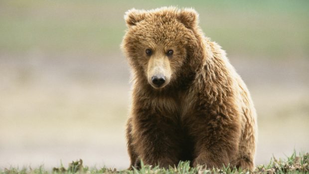 Beauriful Bear Animals Wallpapers.