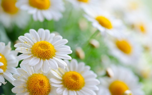 Beauriful Daisy Flower Wallpapers HD.