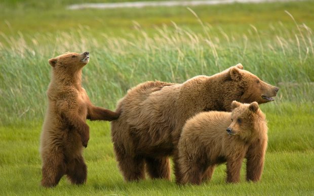 Beautiful Bear And Family Wallpaper Desktop.