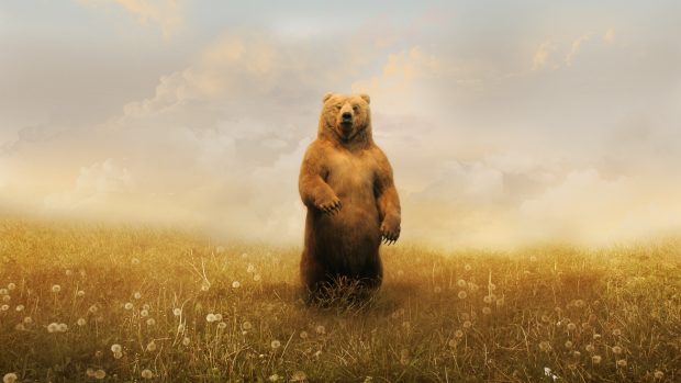 Beautiful Bear HD Wallpapers.