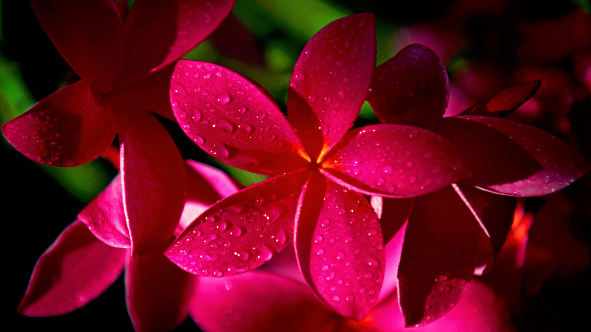 Full HD Flowers Wallpapers ·①