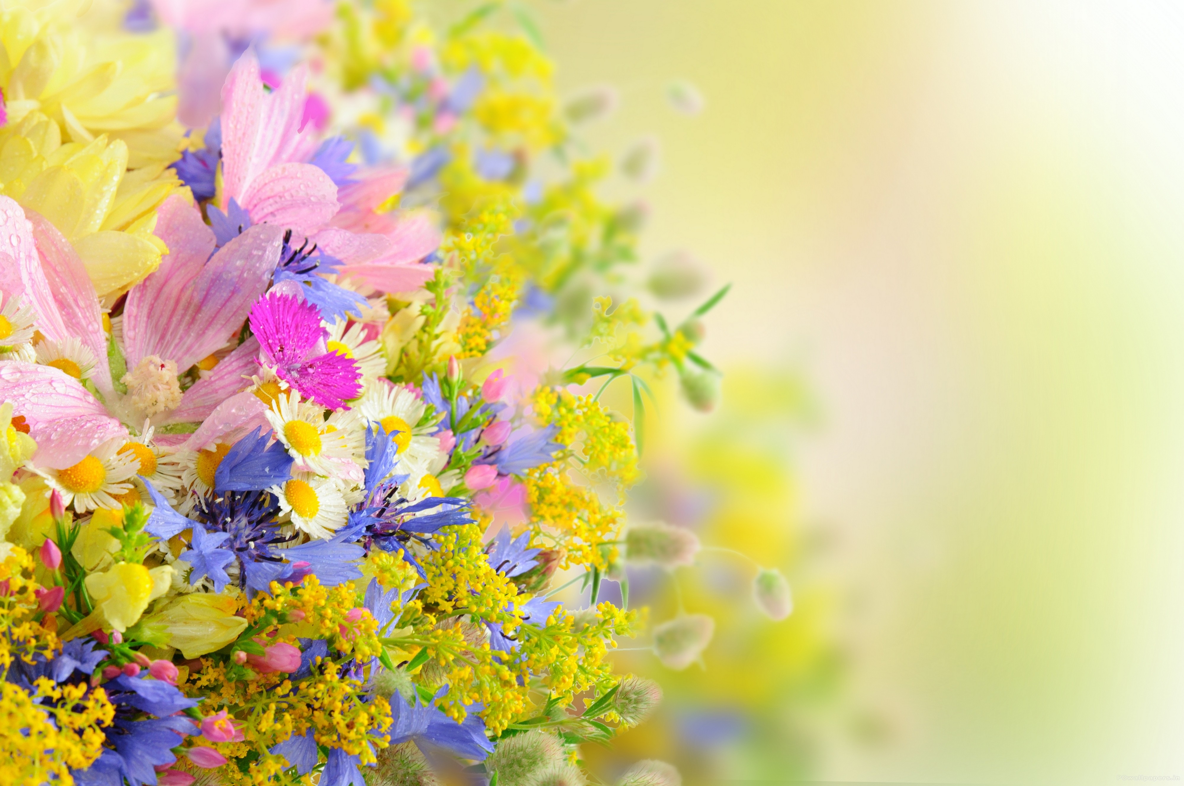 Flower Wallpaper High Resolution | PixelsTalk.Net