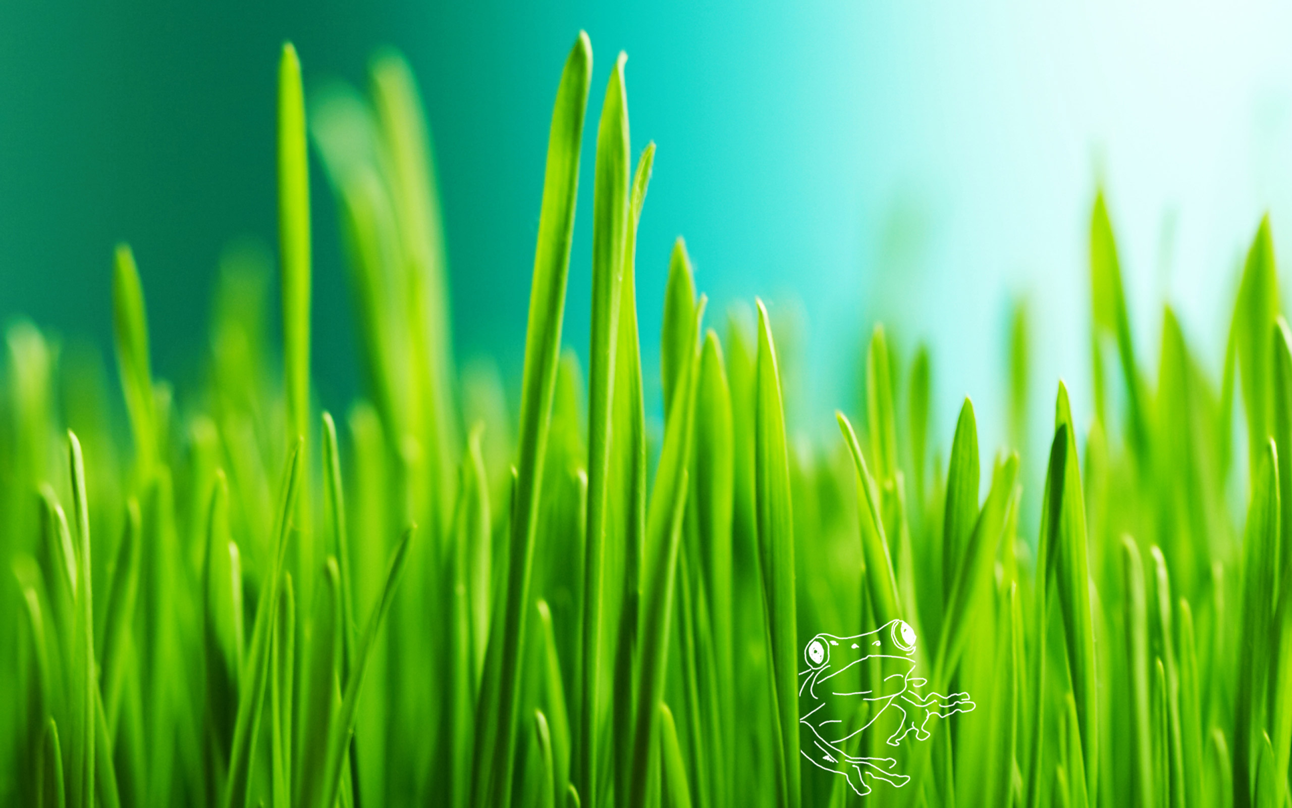 Green Grass Wallpaper  iPhone Android  Desktop Backgrounds