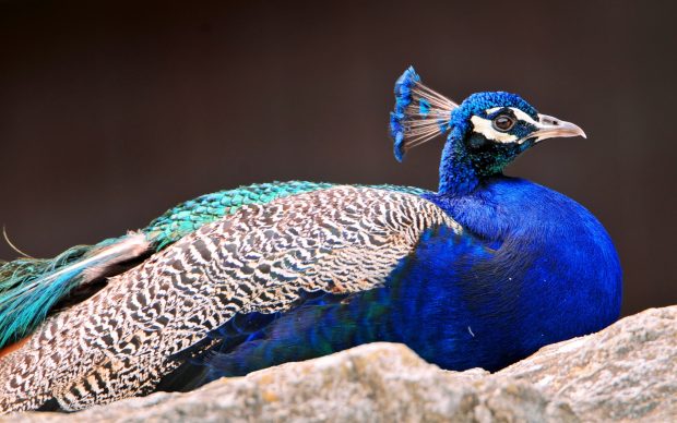 Beautiful Peacock Background HD Wallpaper.