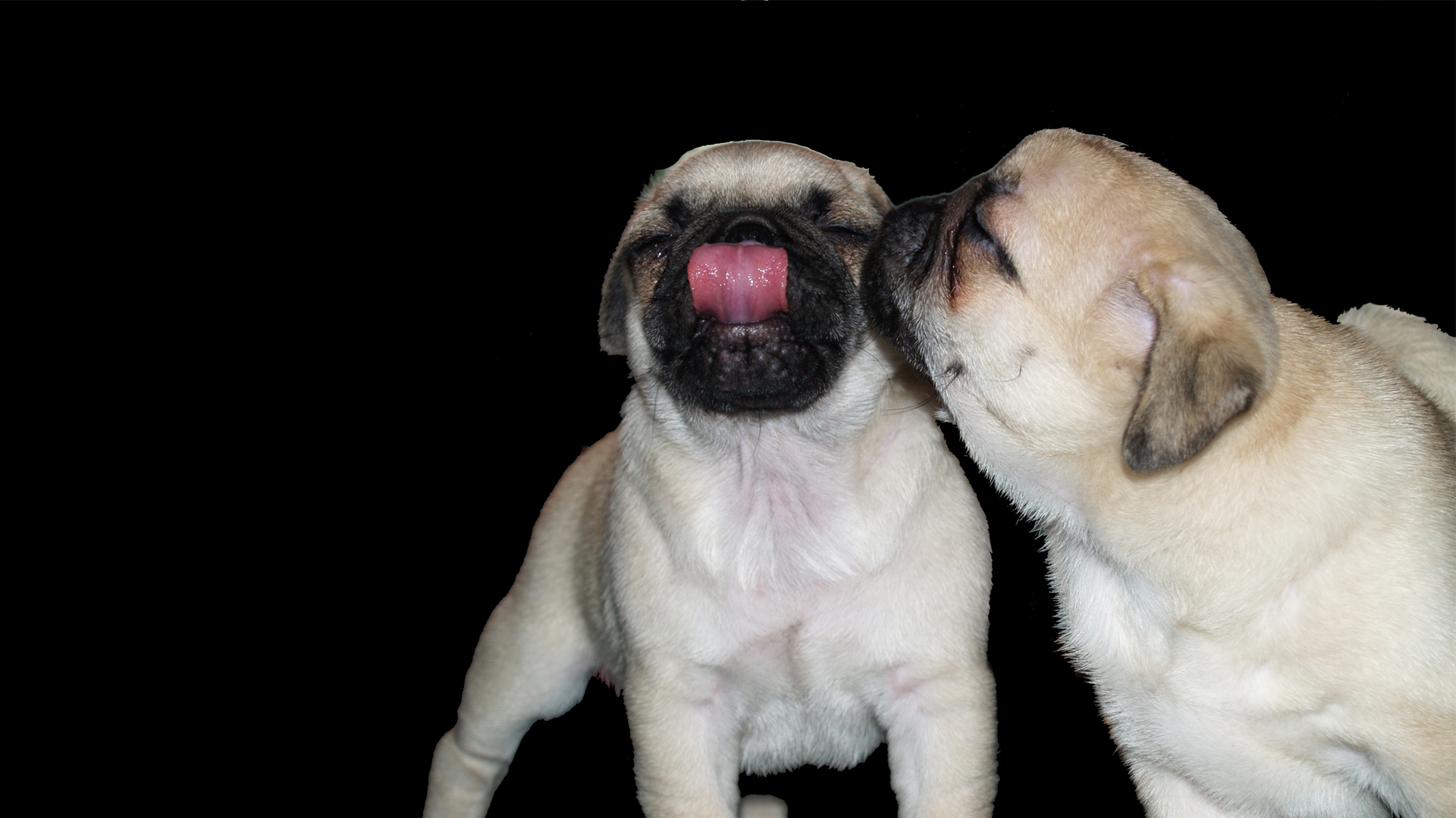 HD funny pug wallpapers  Peakpx