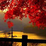 Beautiful autumn leaves pictures for desktop.