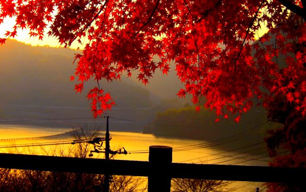 Beautiful autumn leaves pictures for desktop.