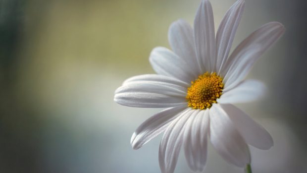 Beautiful daisy wallpaper.