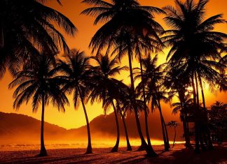 Beautiful palm tree wallpaper hd.