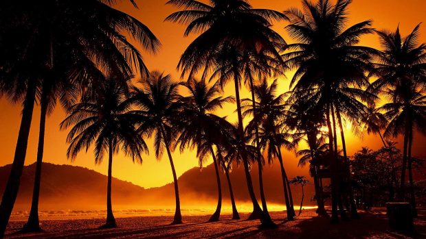 Beautiful palm tree wallpaper hd.