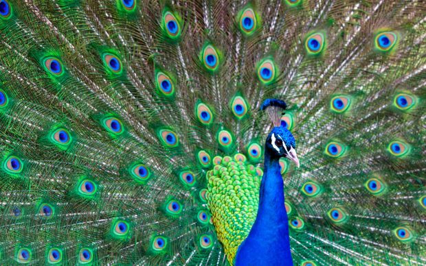 Beautiful peacock feather bird images free.