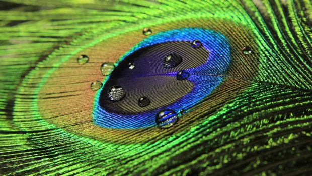 Beautiful peacock feather bird photos.