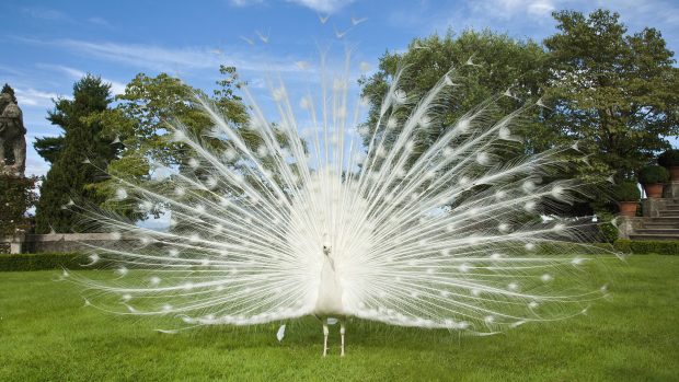 White peacock standing in meadow