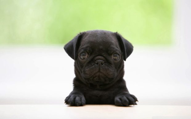 Beauty Pug Wallpaper.