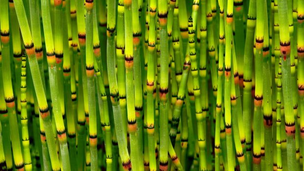 Best Bamboo Wallpaper HD.