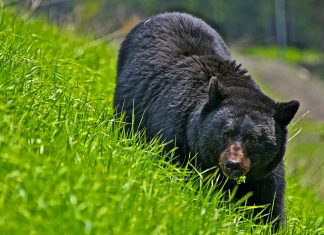 Black Bear wallpaper background images hd wallpapers.