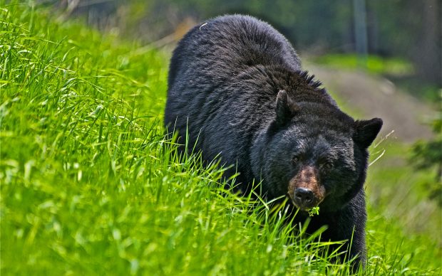 Black Bear wallpaper background images hd wallpapers.