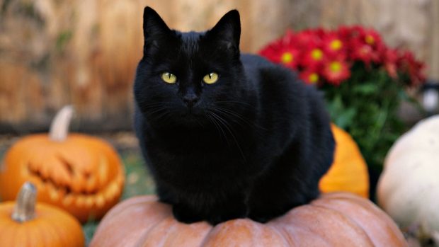 Black Cat On Top Of a Pumpkin Wallpaper Background.
