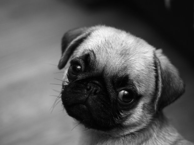 Black White Pug Wallpaper.