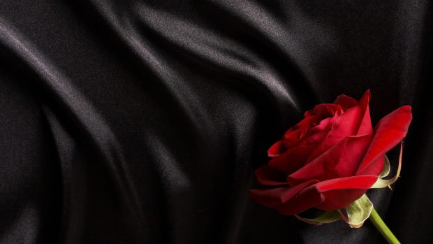 Black and red rose wallpaper download black silk wallpaper on.