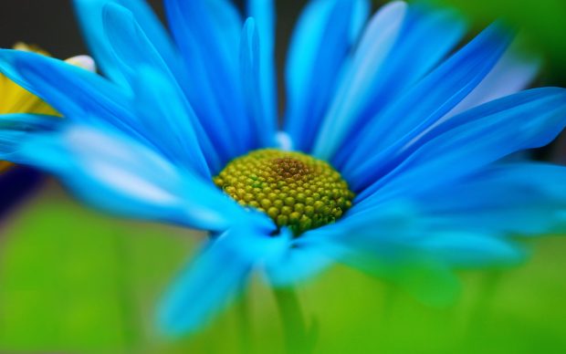 Blue Daisy Wallpaper High Quality.