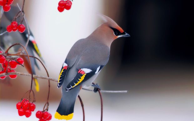 Bohemian Waxwing Bird Wallpaper.