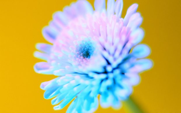 Bright blue flower wallpapers.