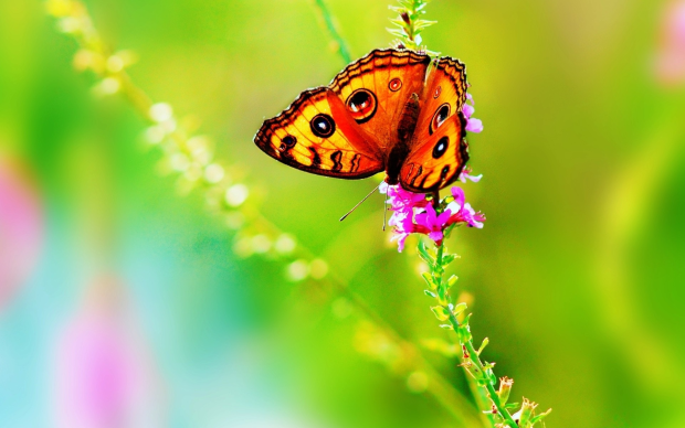 Bright colorful butterfly wallpaper.