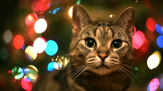 Cat Christmas Wallpaper Hd.