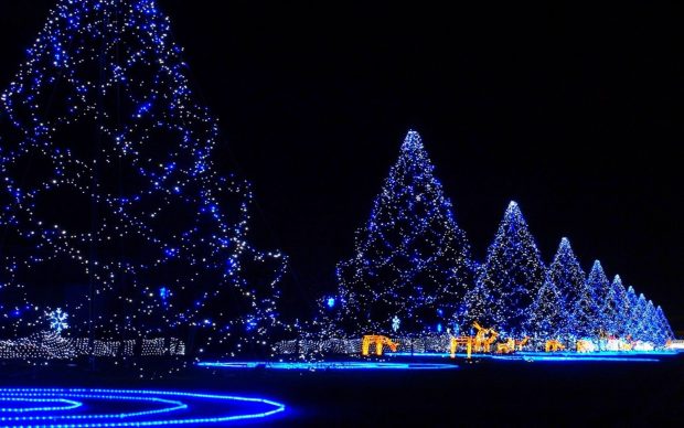 Christmas trees covered in lights merry christmas holiday holidays hd wallpaper.