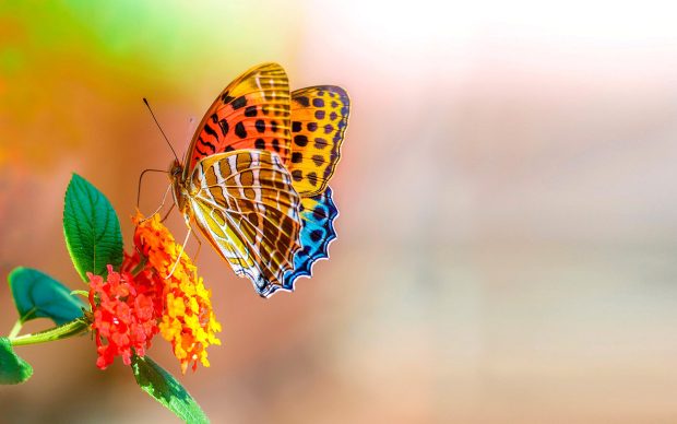 Colorful Butterfly So Sweet Wallpaper.