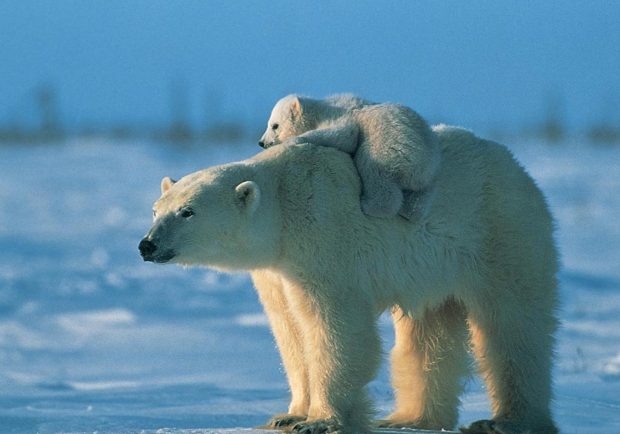 Cool Polar Bear With Baby On Its Back Wallpaper.