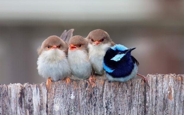 Cute Birds Baby So Sweet Wallpaper.