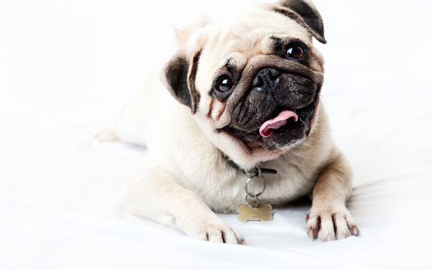 Cute Pug Backgrounds For Desktop.