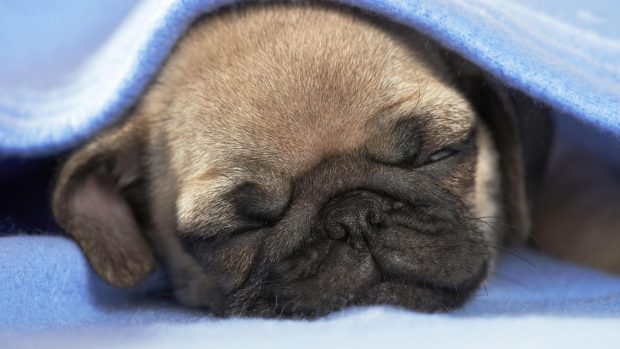 Cute Pug Backgrounds Free Download.
