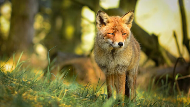 Fox Wallpapers HD - PixelsTalk