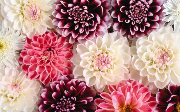 Dahlia Flower wallpapers hd download.