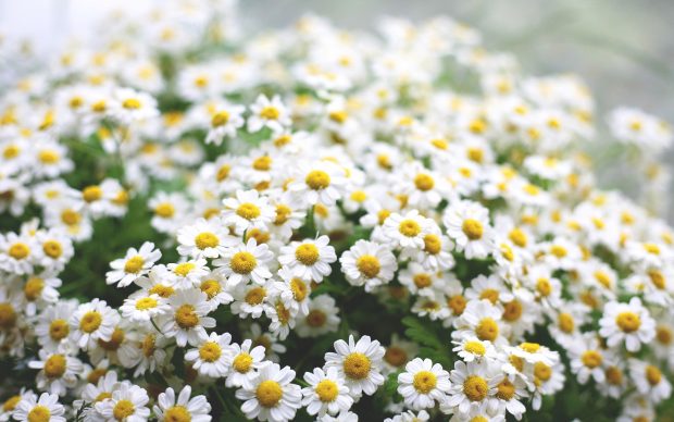 Daisies wallpaper hd images hd wallpapers.