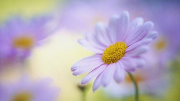 Daisy HD Wallpapers.