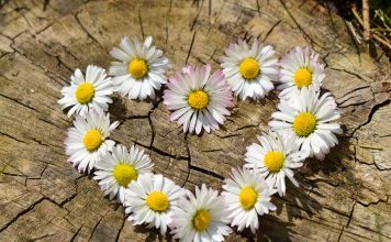 Daisy Spring Flowers Heart Wallpaper Hd.