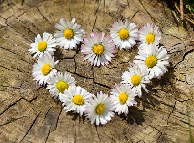 Daisy Spring Flowers Heart Wallpaper Hd.