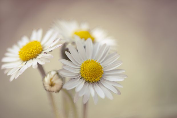 Daisy Wallpaper High Quality.