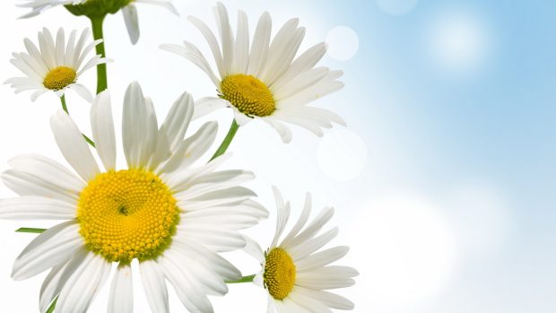 Daisy Wallpaper for Desktop.