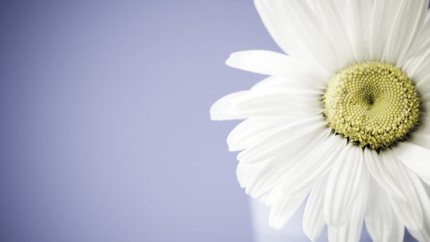 Daisy Wallpapers Computer Desktop.