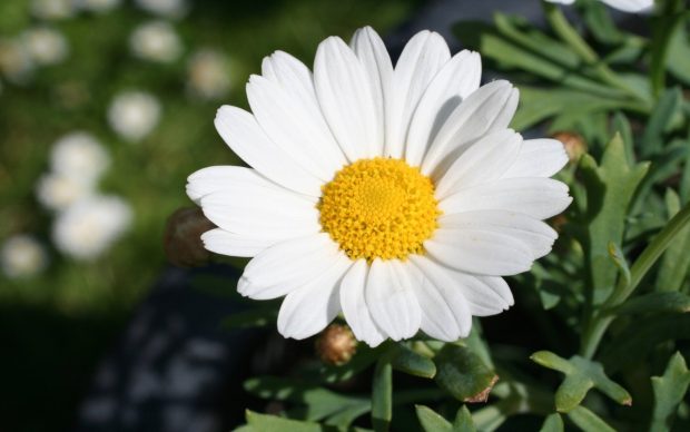 Daisy Wallpapers for PC Desktop.