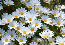 Daisy flower wallpaper free download.