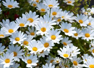 Daisy flower wallpaper free download.