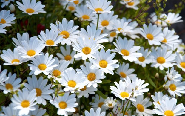 Daisy flower wallpaper free download.