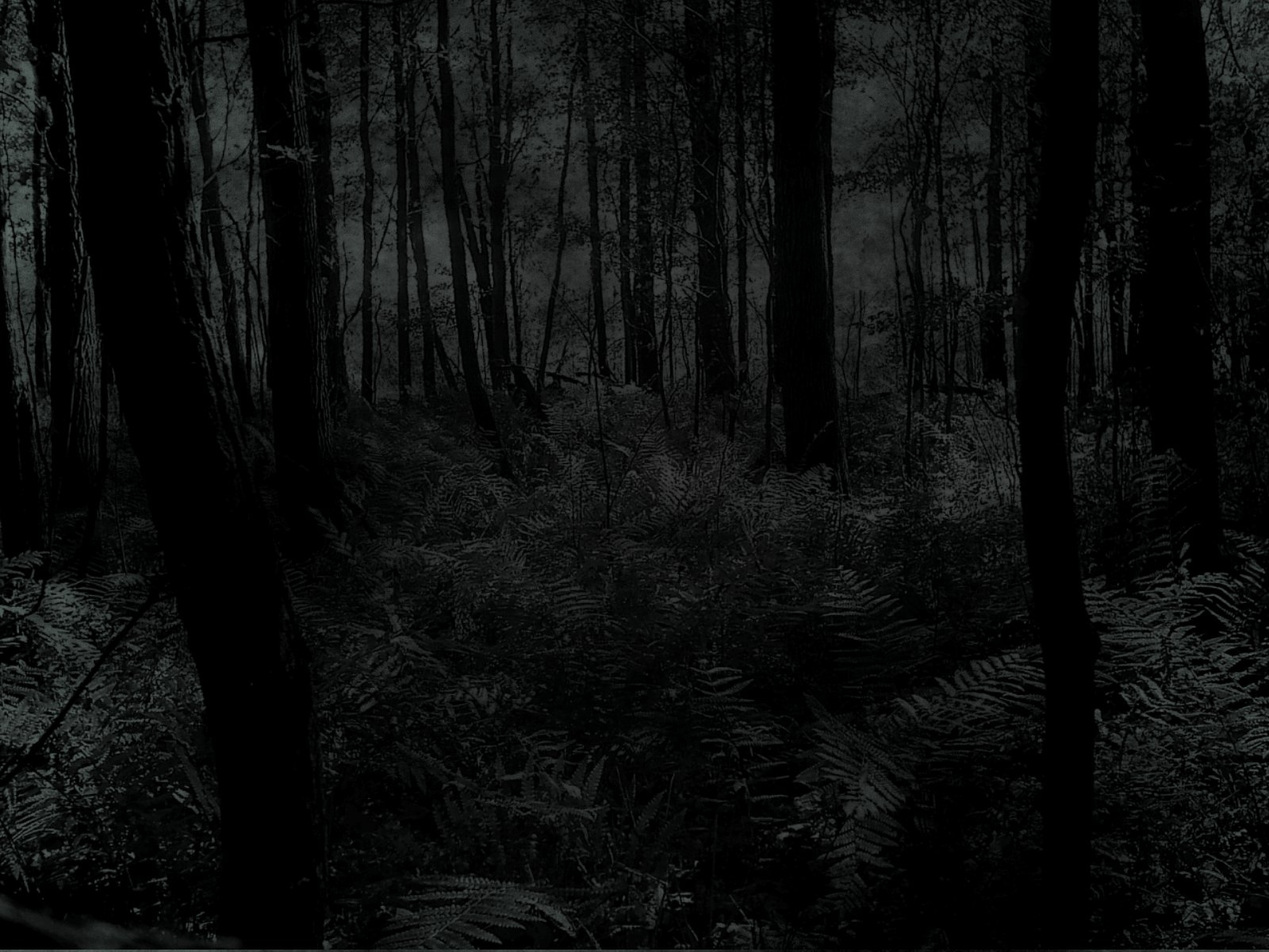 Dark Woods Background HD.