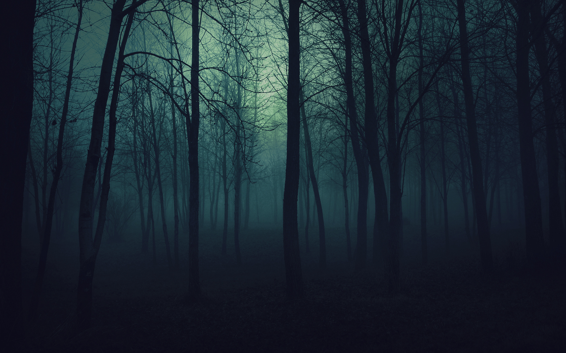 Dark Woods Background.
